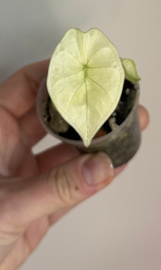 Alocasia Nebula Aurea