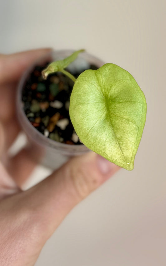 Alocasia Nebula Aurea/Mint