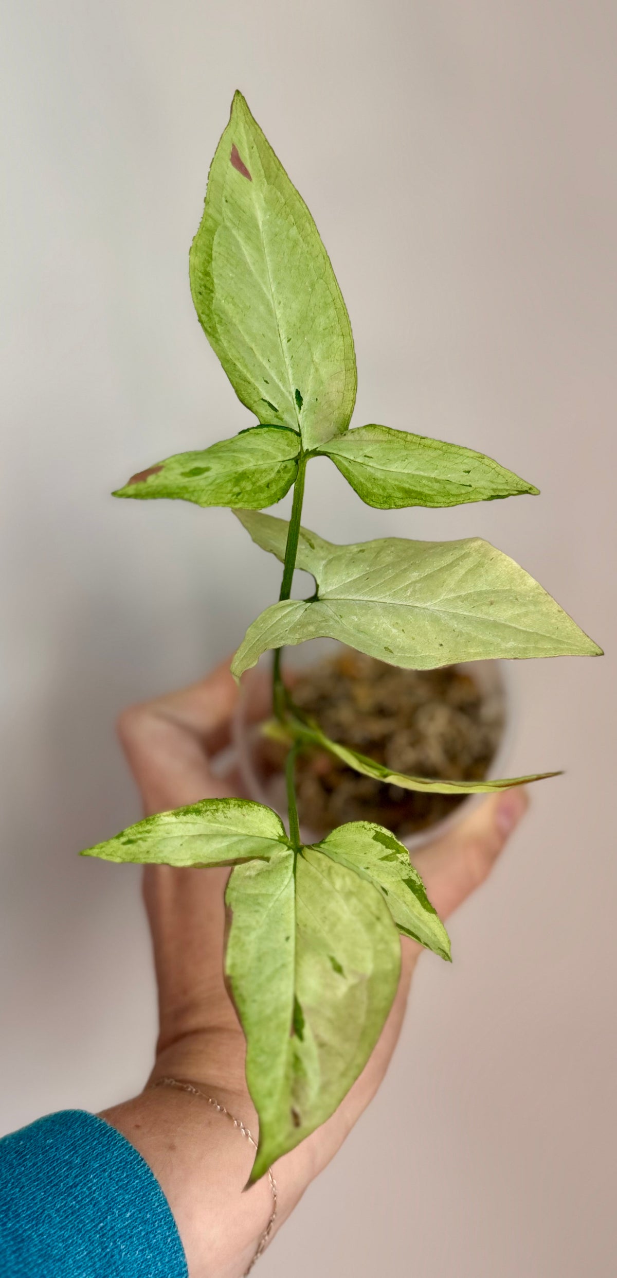 Syngonium Starlite