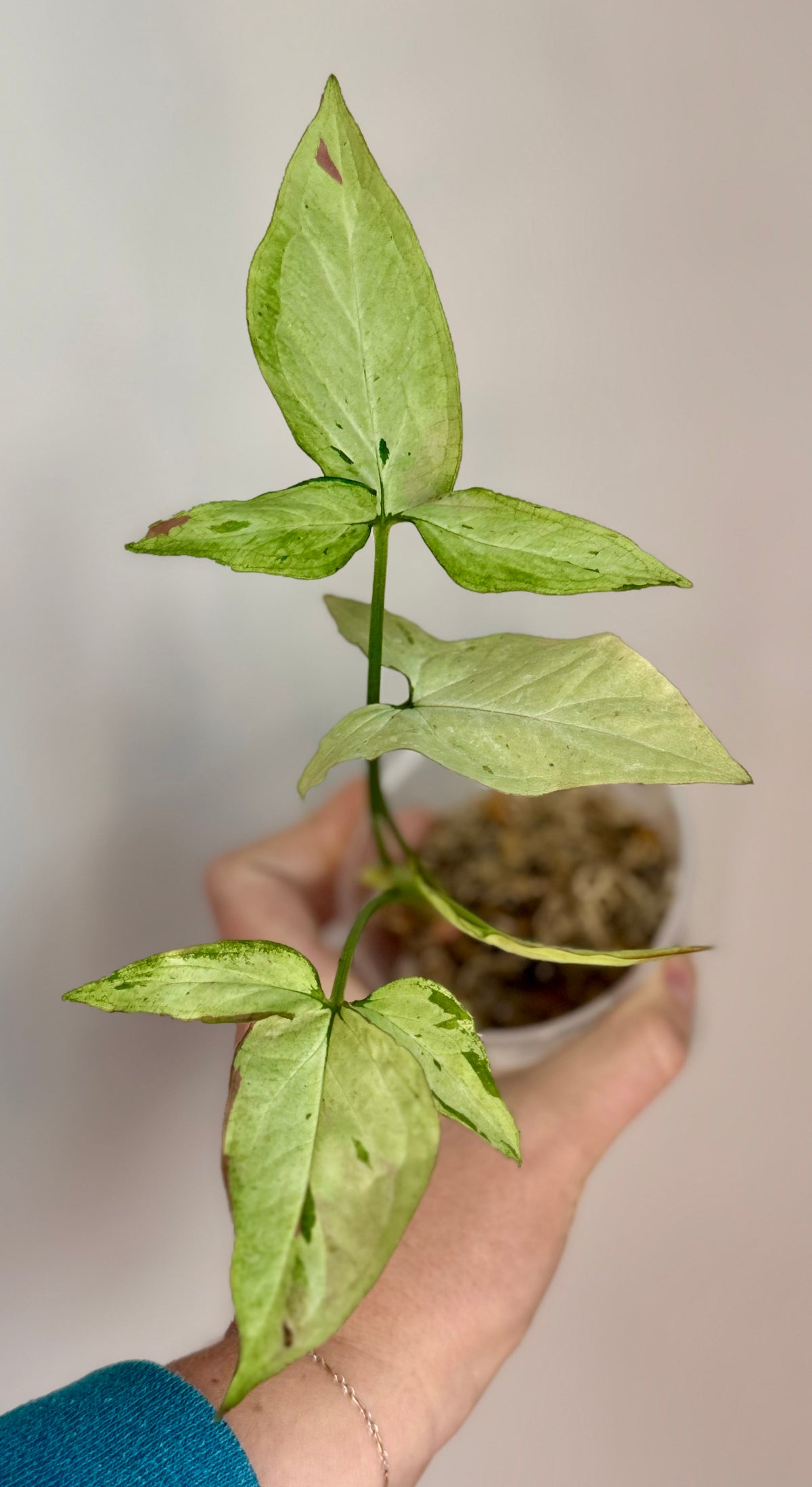 Syngonium Starlite