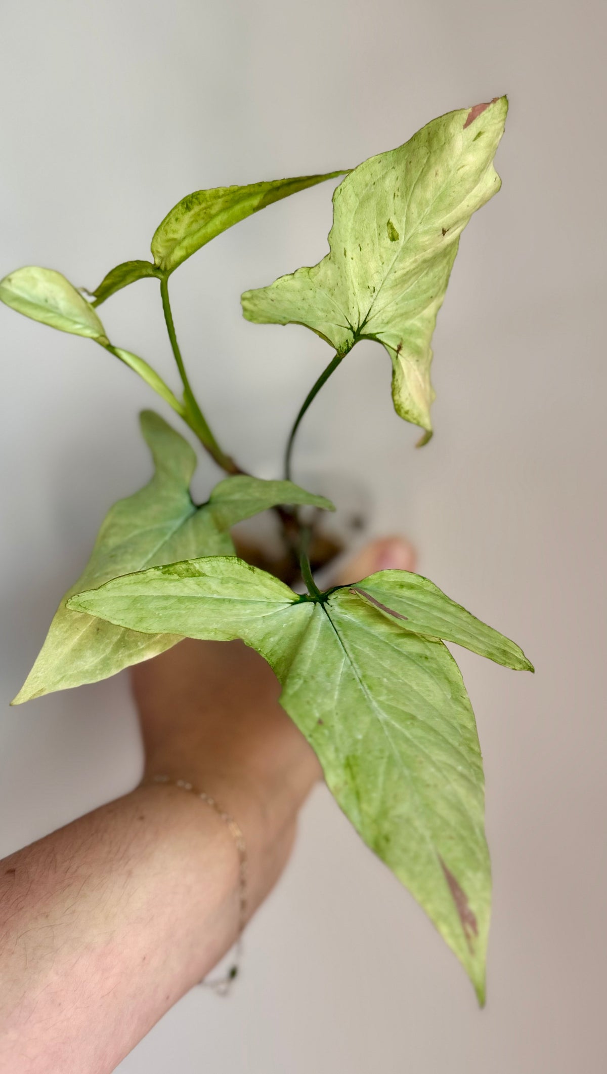 Syngonium Starlite