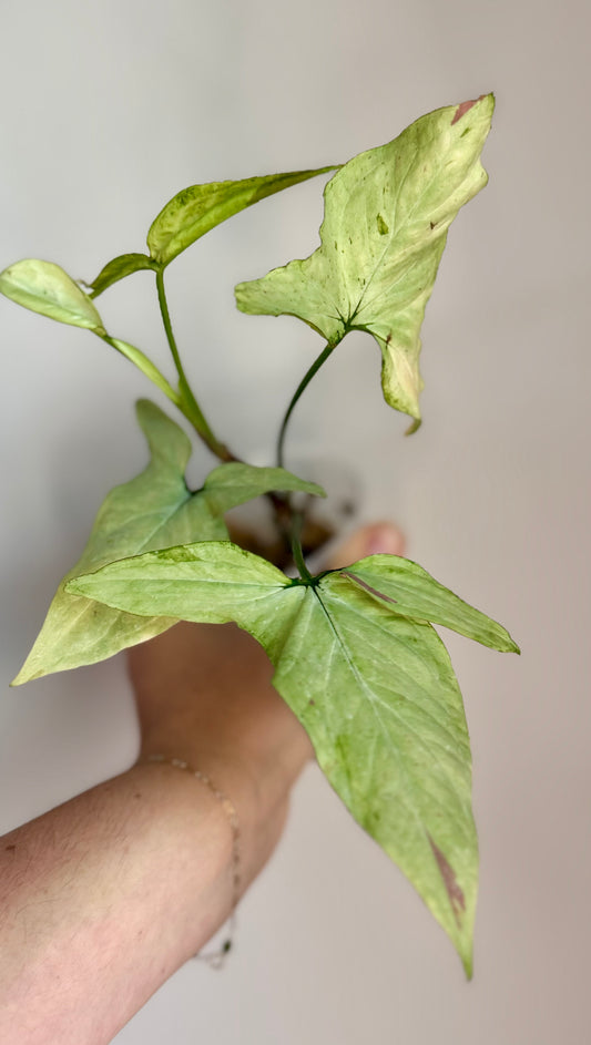 Syngonium Starlite