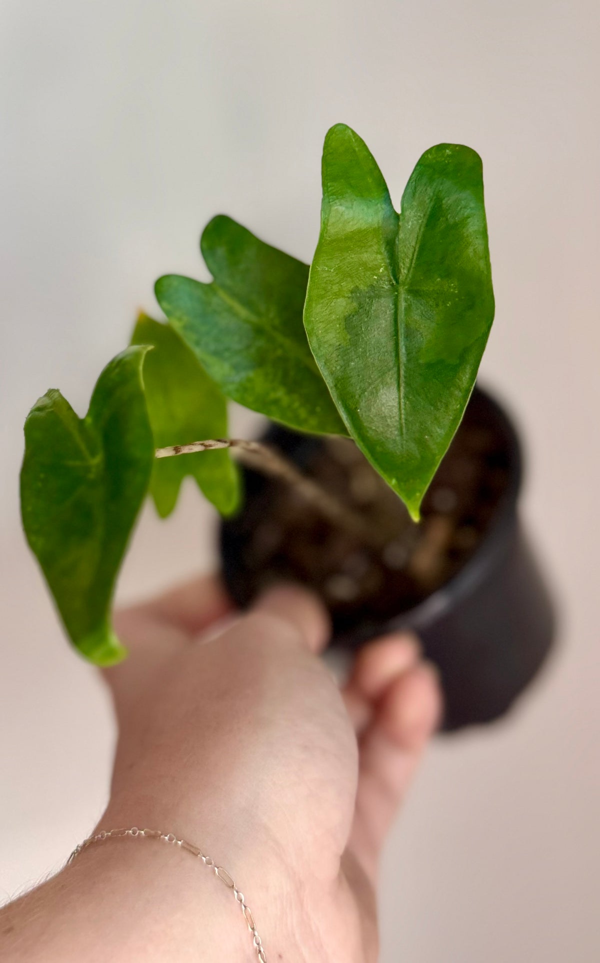 Alocasia Zebrina Green on Green Variegated