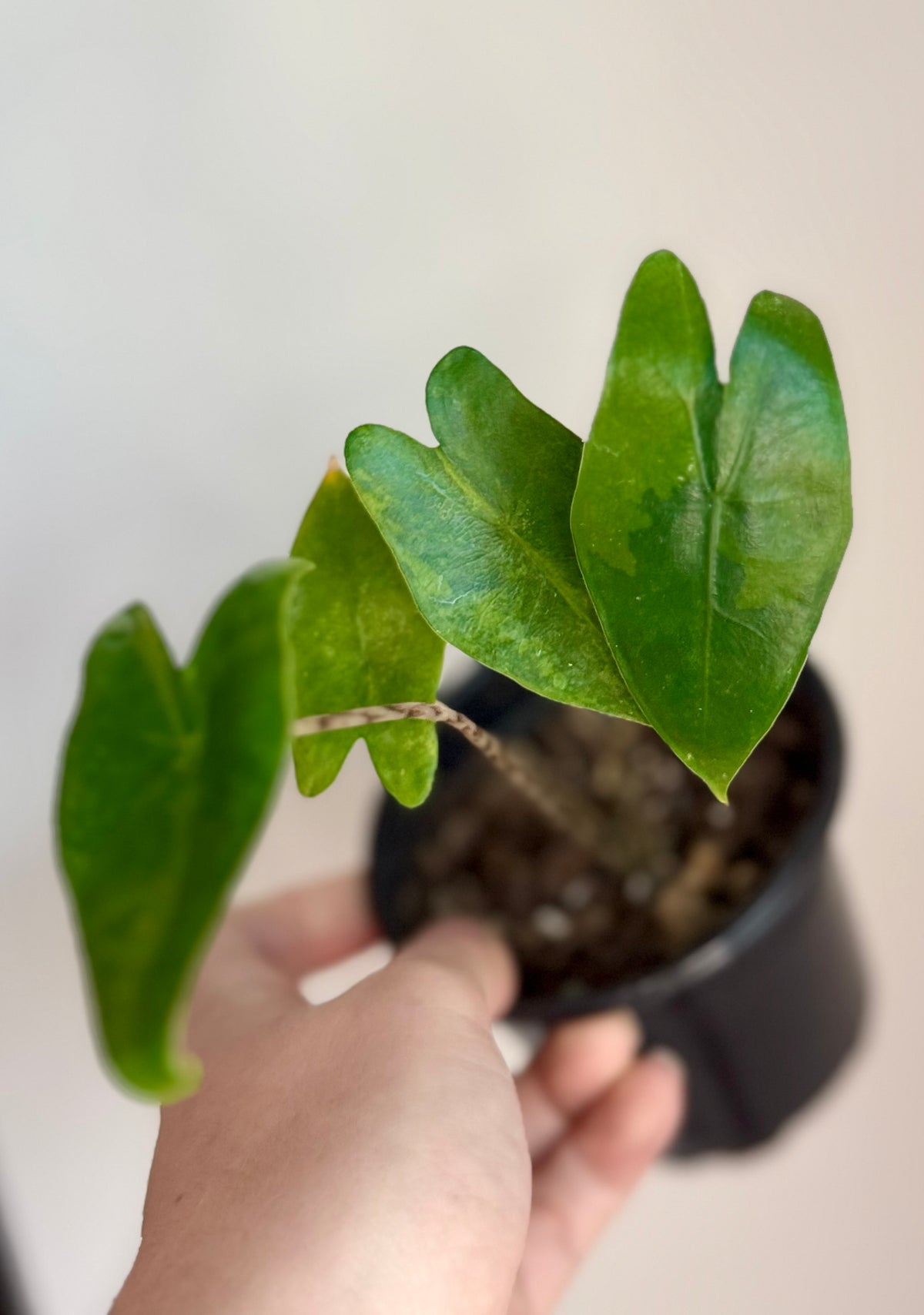 Alocasia Zebrina Green on Green Variegated
