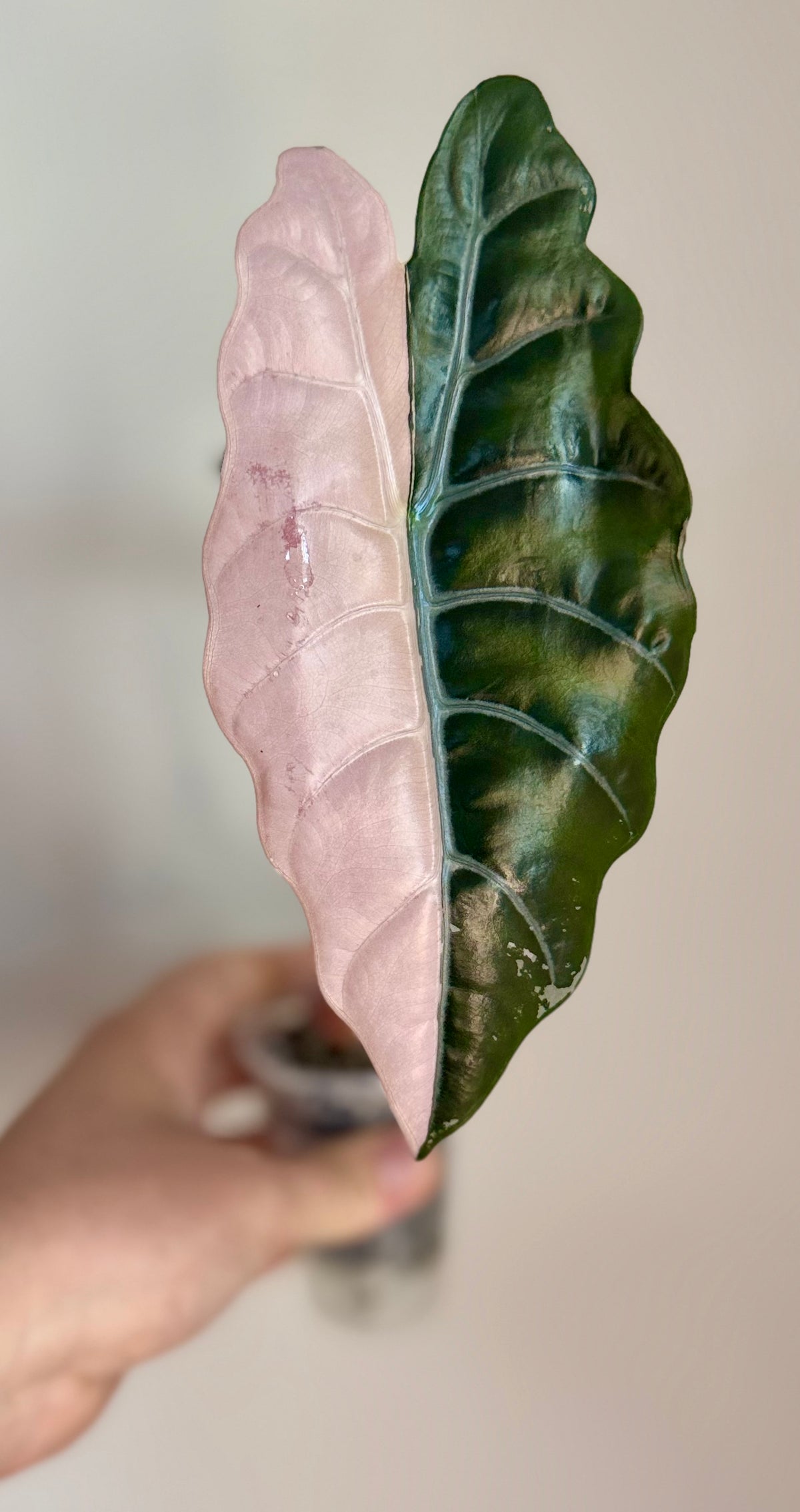 Corm - Alocasia Pink Chantrieri