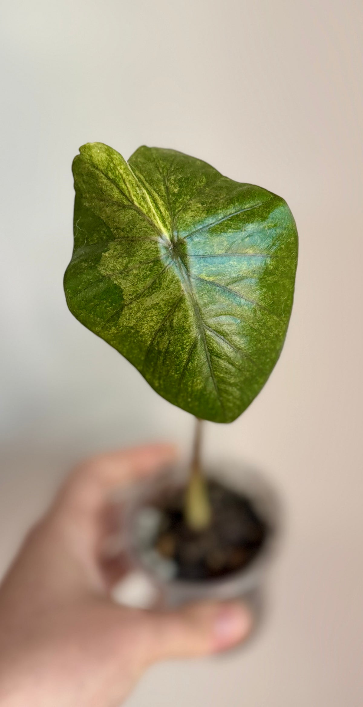 Alocasia Serendipity Gold