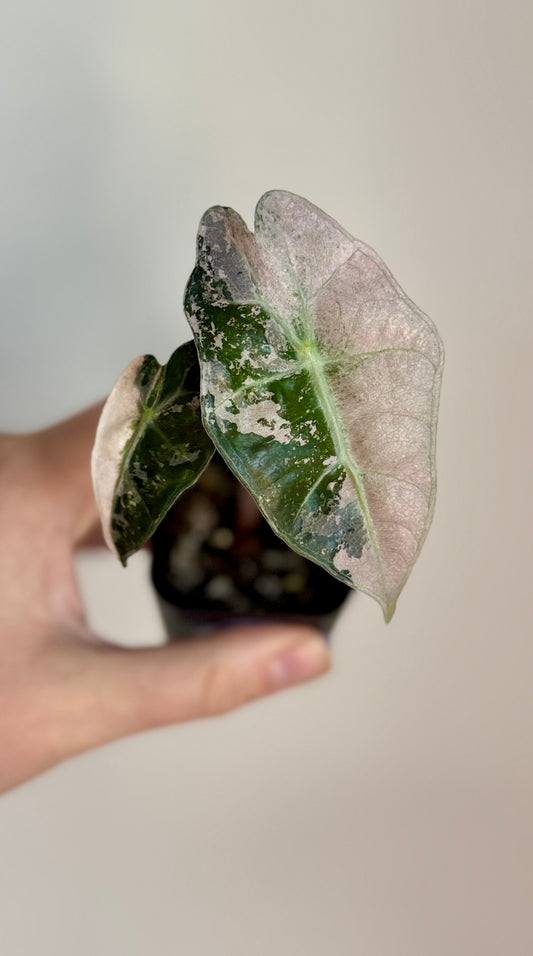 Alocasia Amazonica Pink Mint