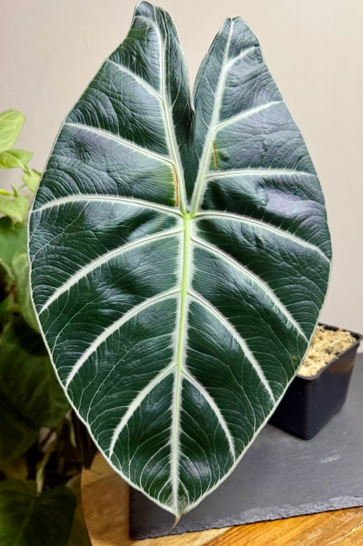 Rhizome - Alocasia Mark Campbell