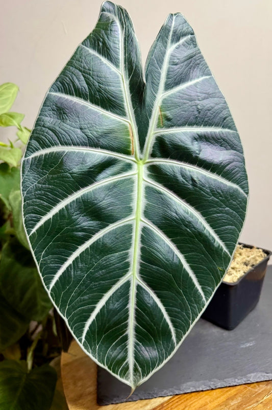 Rhizome - Alocasia Mark Campbell