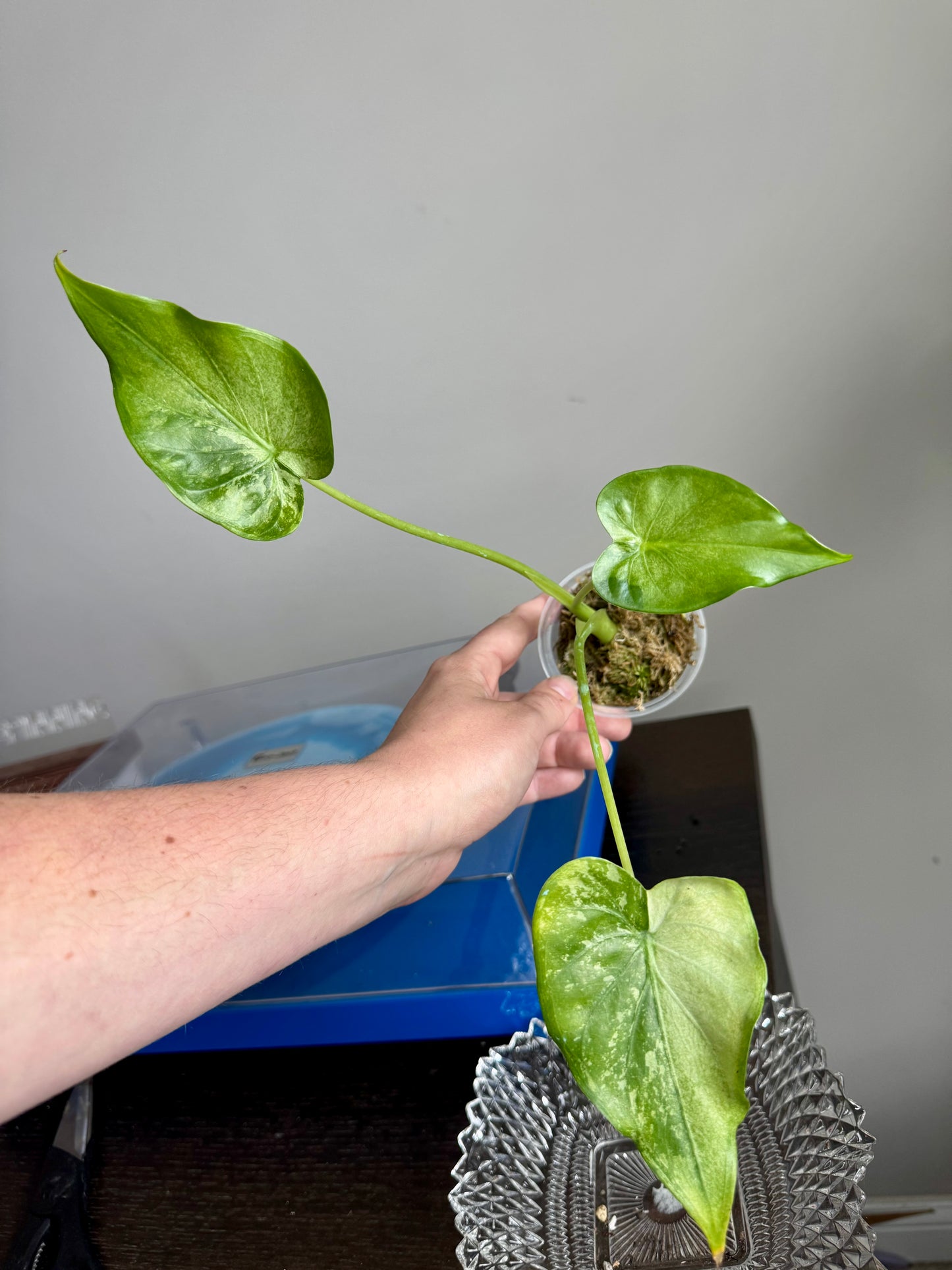 Alocasia Cucullata Albo/Mint