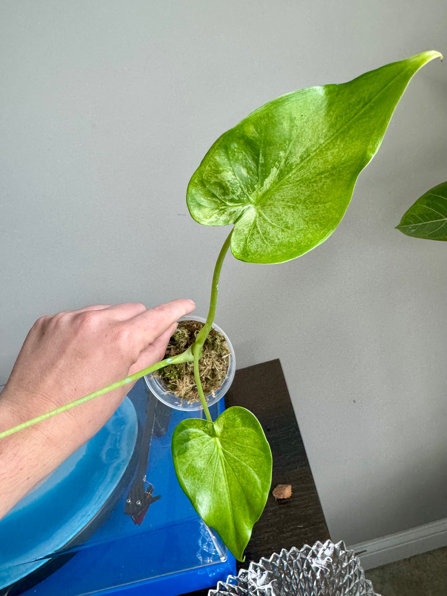 Alocasia Cucullata Albo/Mint