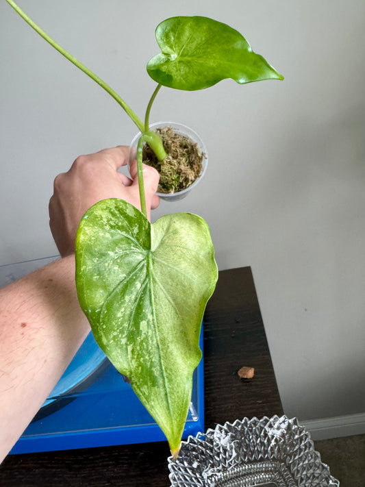 Alocasia Cucullata Albo/Mint