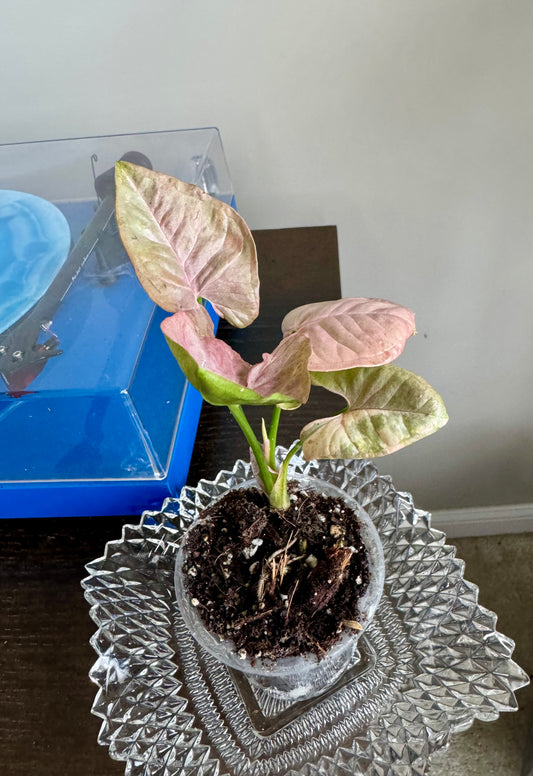 Syngonium Double Pink Spot