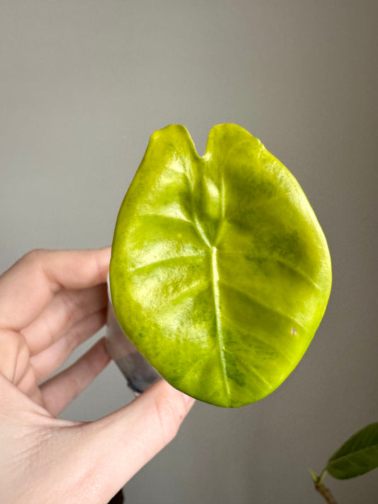 Alocasia Lemon Lime Longiloba