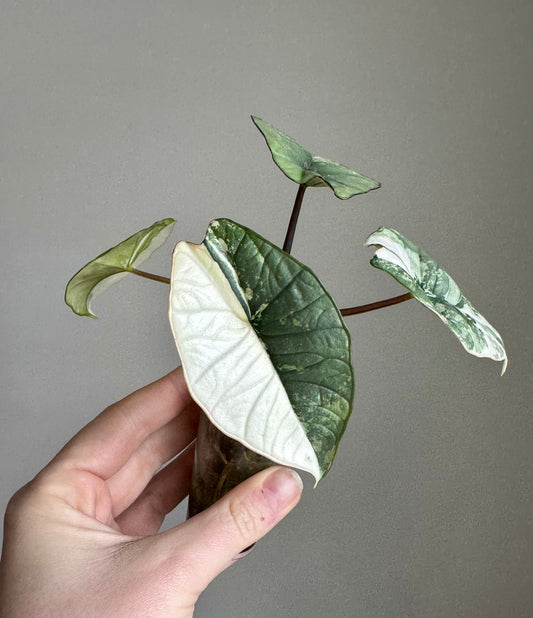 Alocasia Birma Platinum Albo