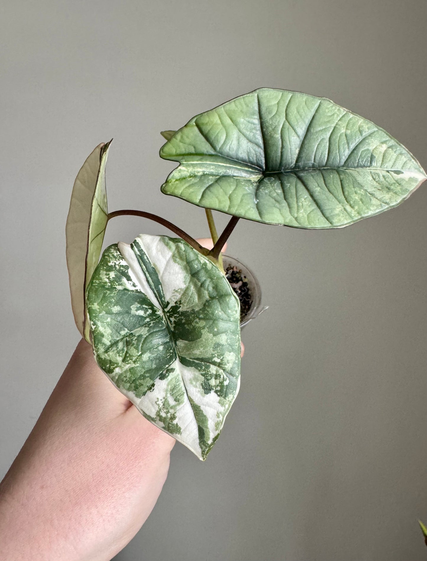 Alocasia Birma Platinum Albo