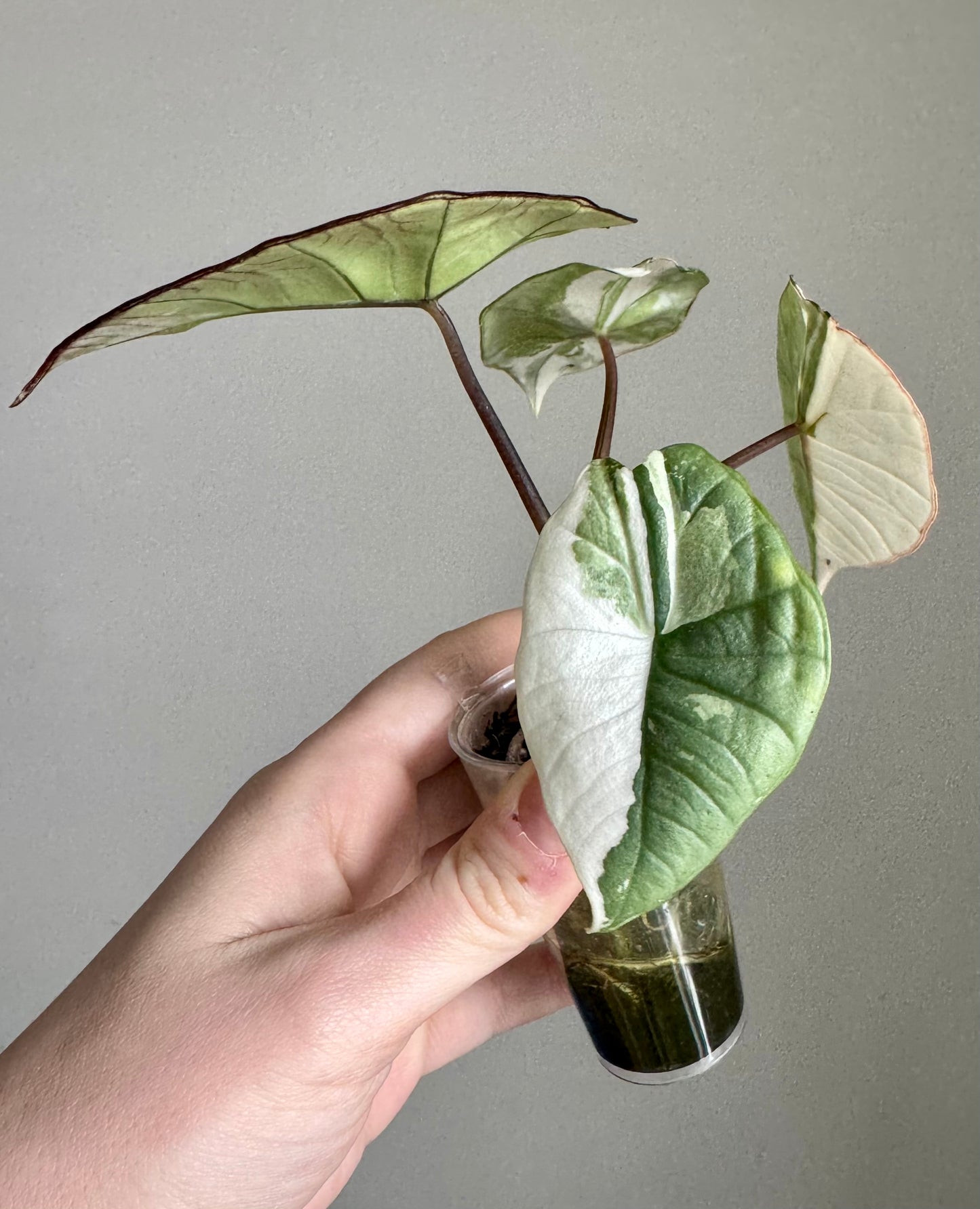 Alocasia Birma Platinum Albo