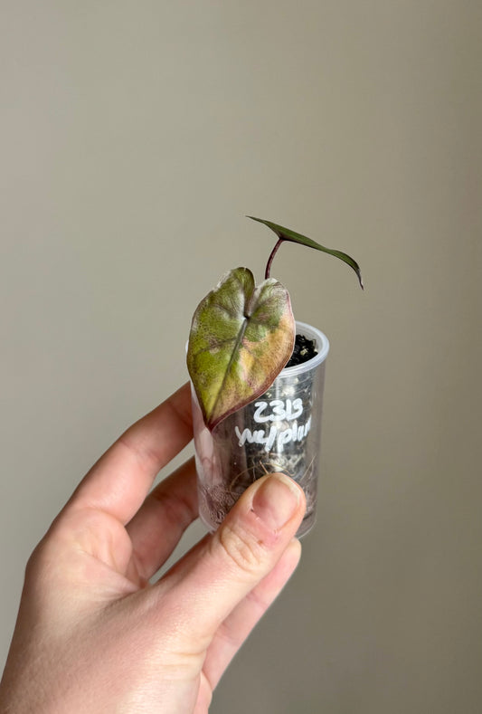 Alocasia Plumbea Aurea pup