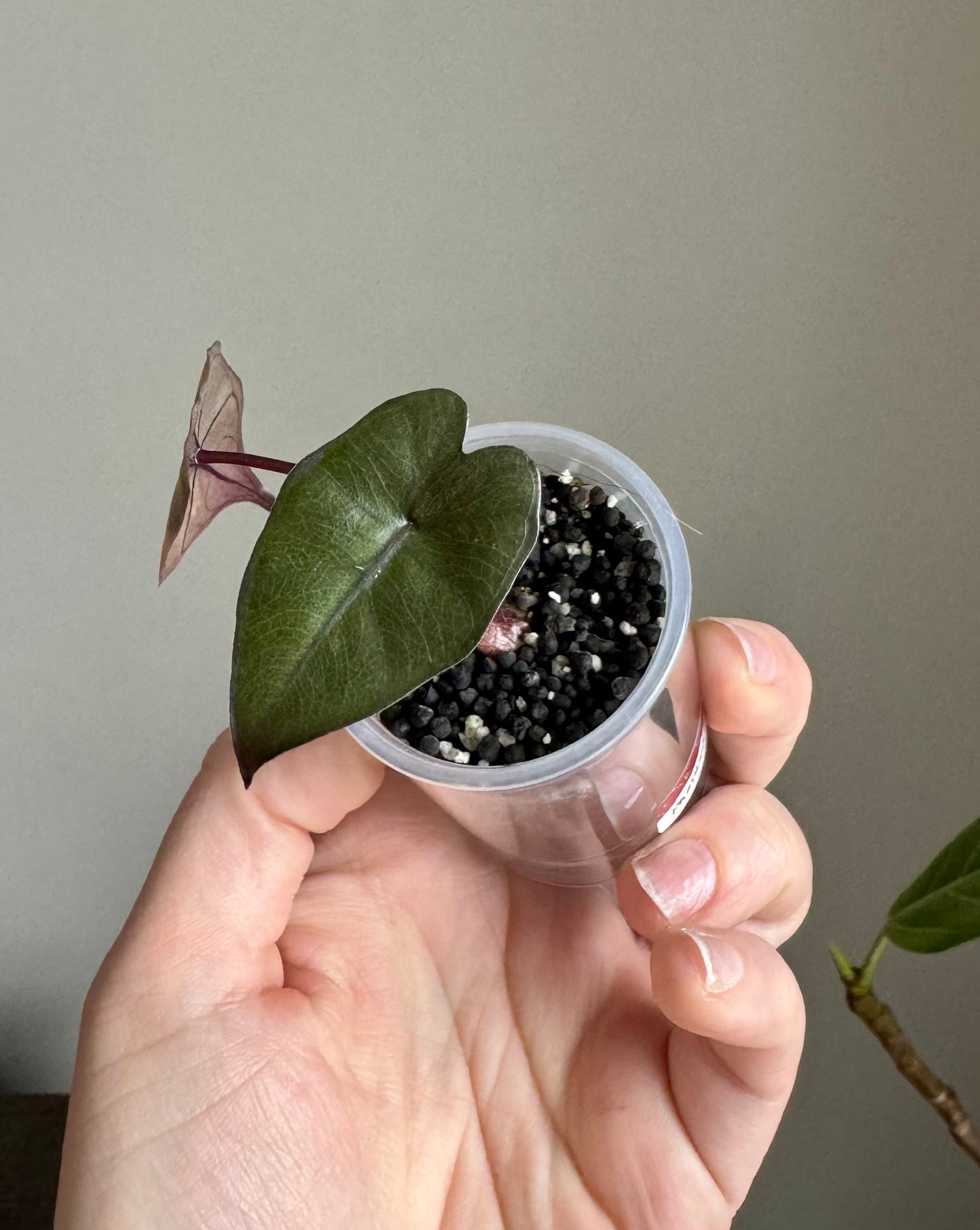 Alocasia Plumbea Aurea pup