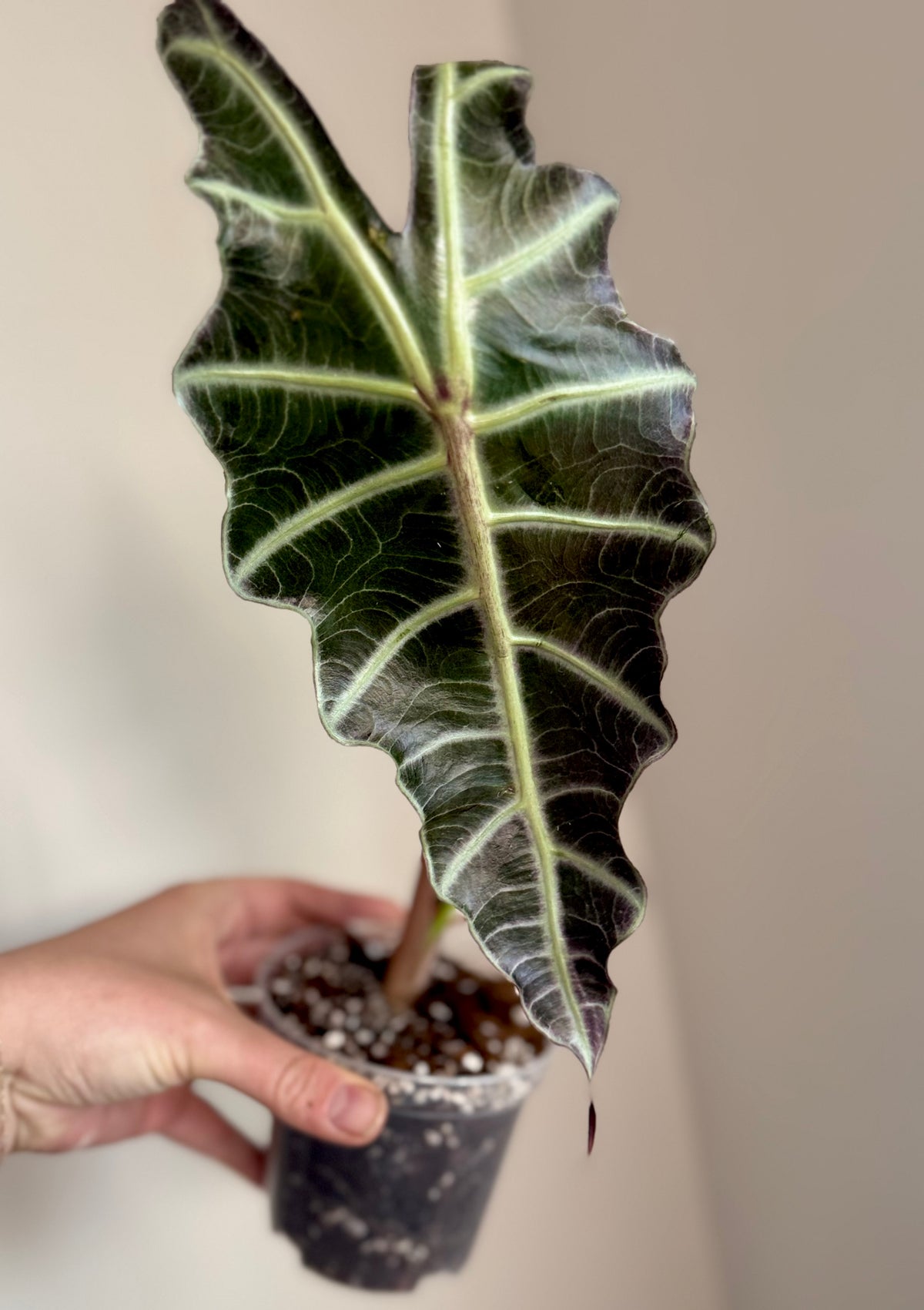Alocasia Amazonica Purpley