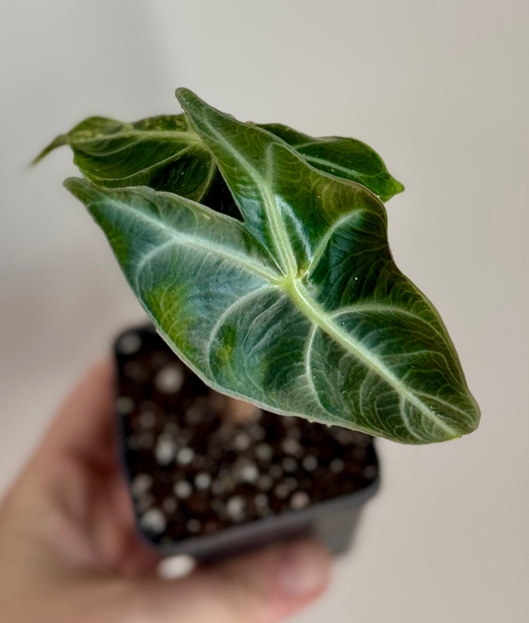 Alocasia Golden Cocoon mother plant