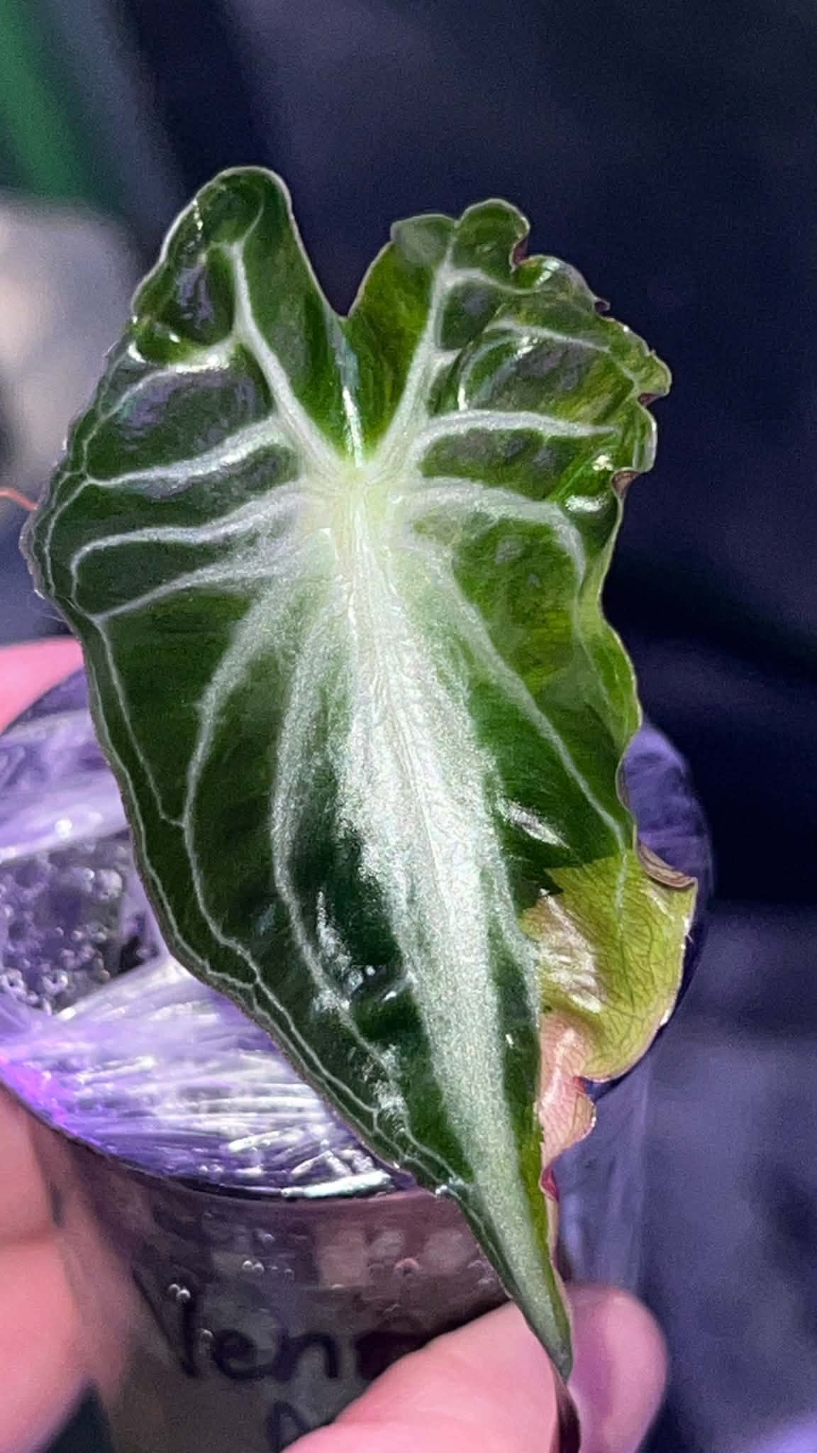 Alocasia Venom Aurea