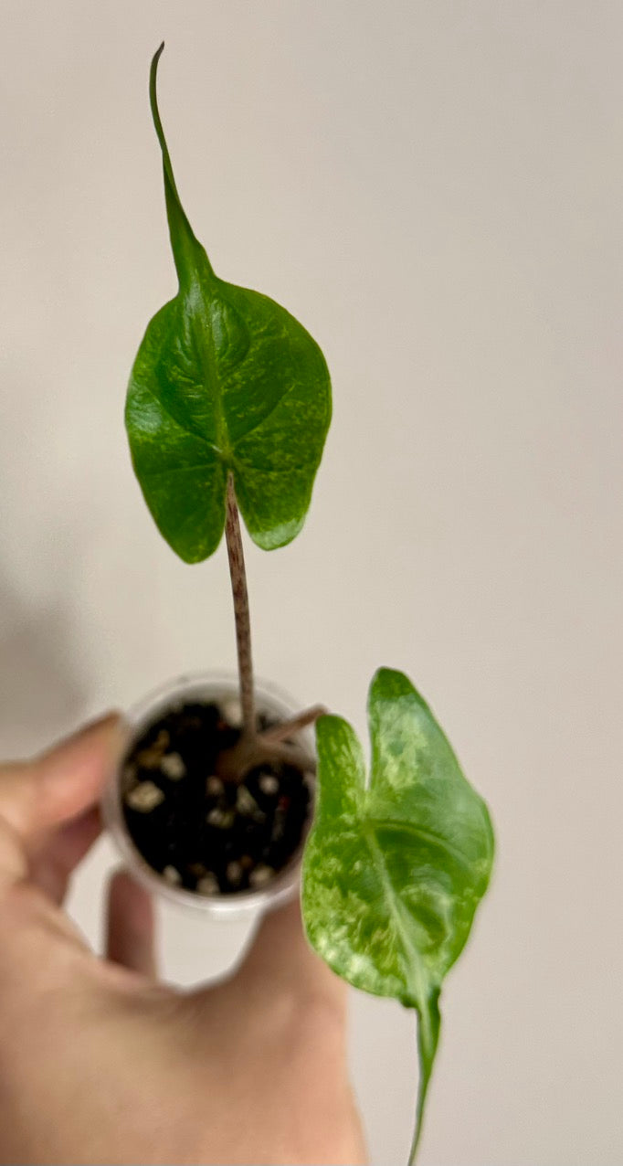 Alocasia Stingray Pink Mint