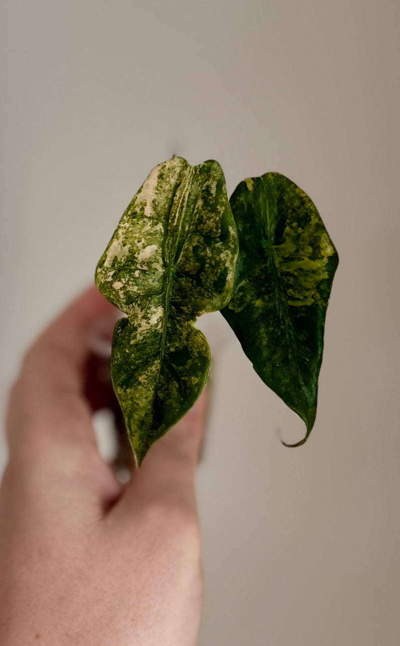 Alocasia Tricolor Chantrieri