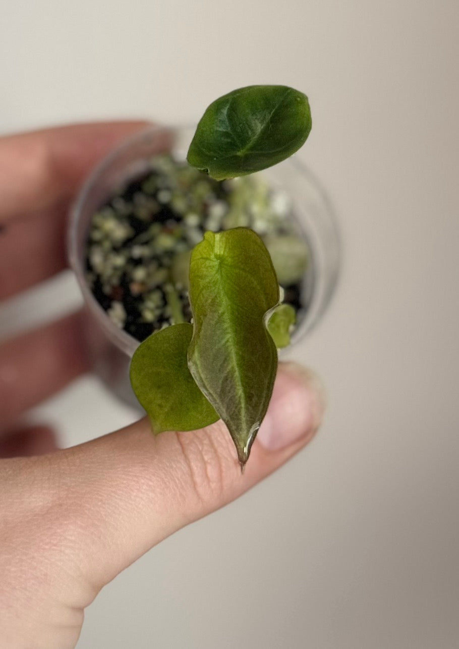 Alocasia Black Dragon Hybrid