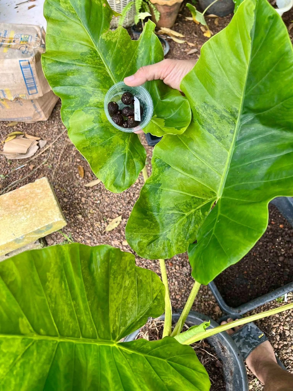 Alocasia Macro Green on Green corm