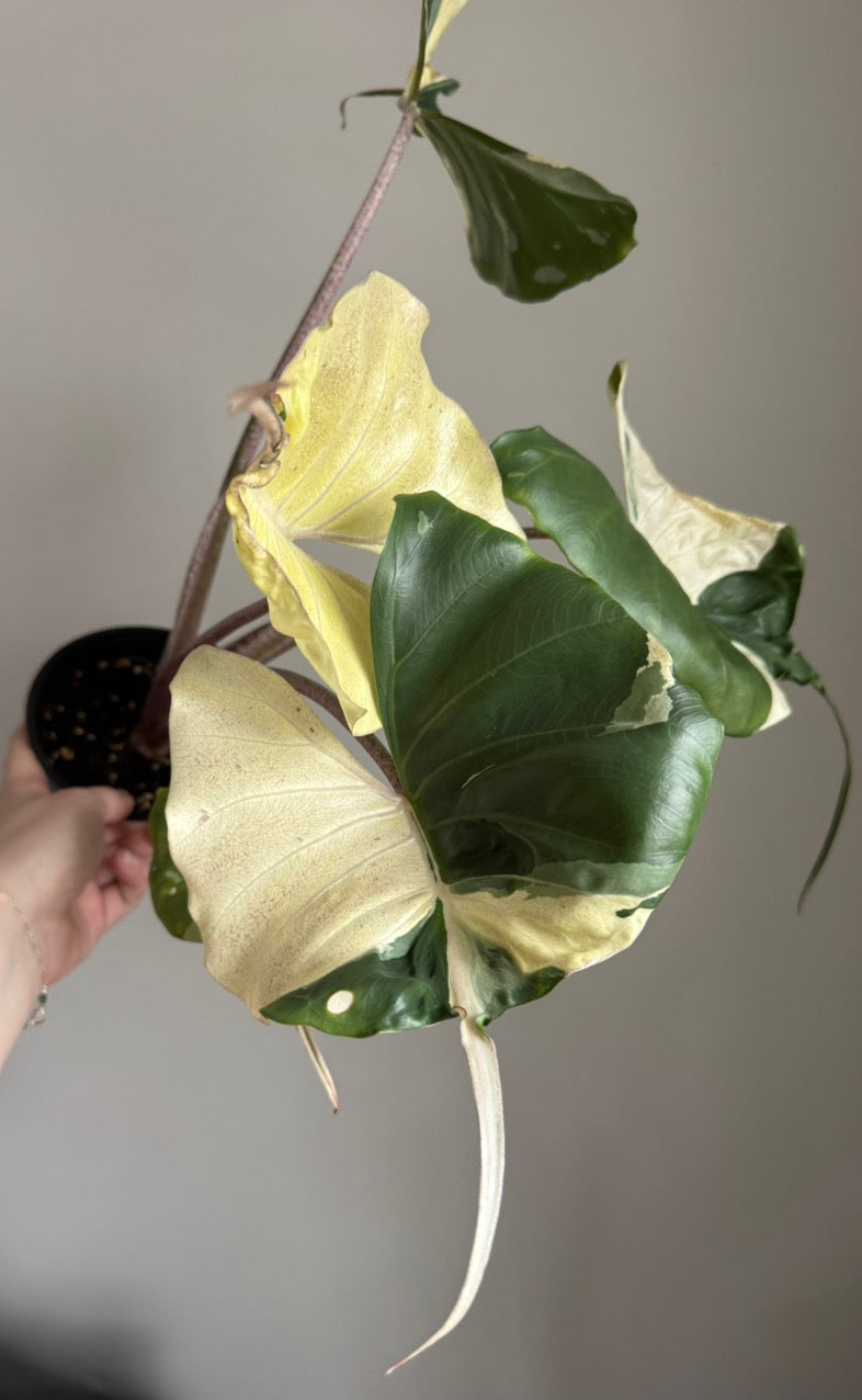 Corm - Alocasia Stingray Albo/Pink