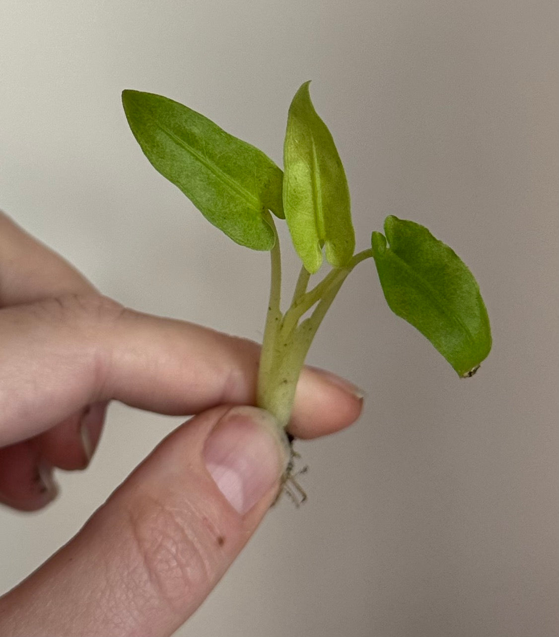 Alocasia Lauterbachiana Mint pup
