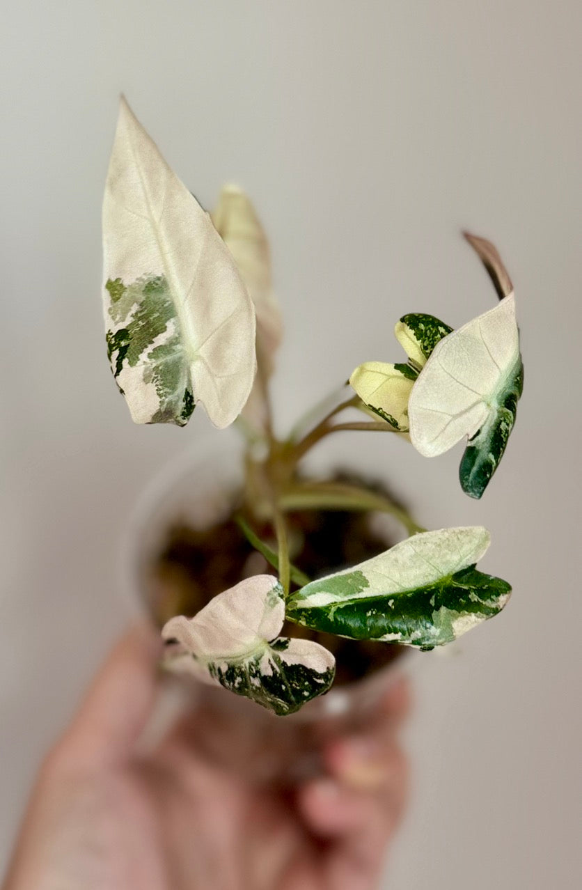 Alocasia Pink Bambino