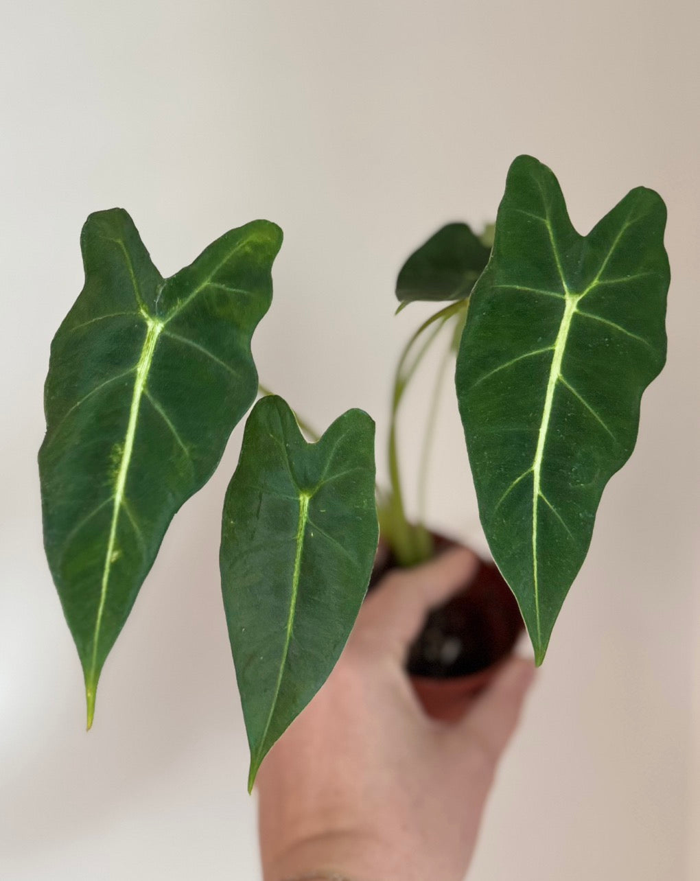 New Cultivar Corm - Alocasia Frydek White Vein