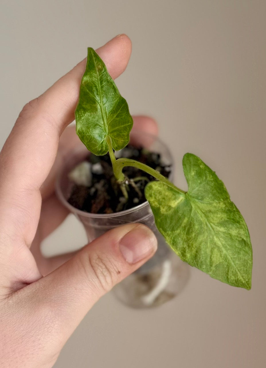 Alocasia Sp. Hairy