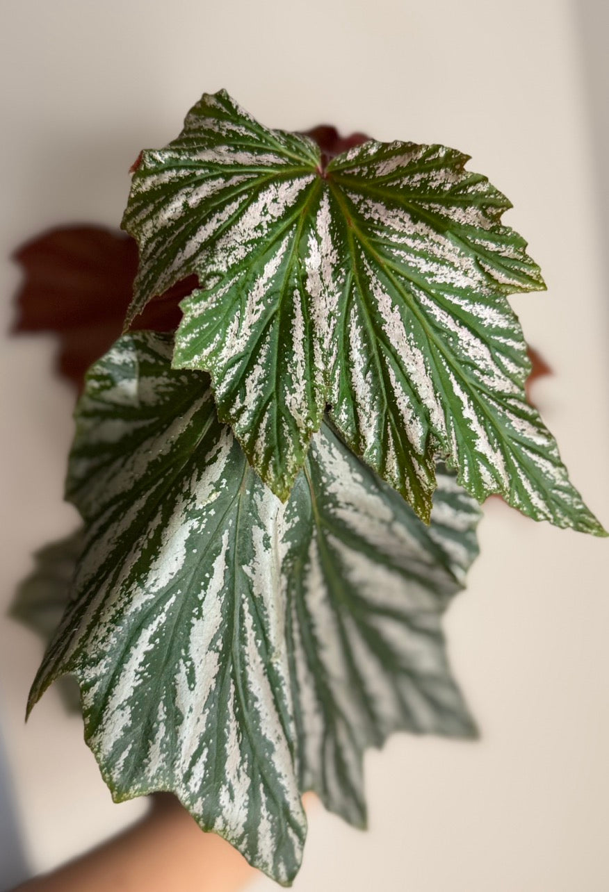 Cane Begonia