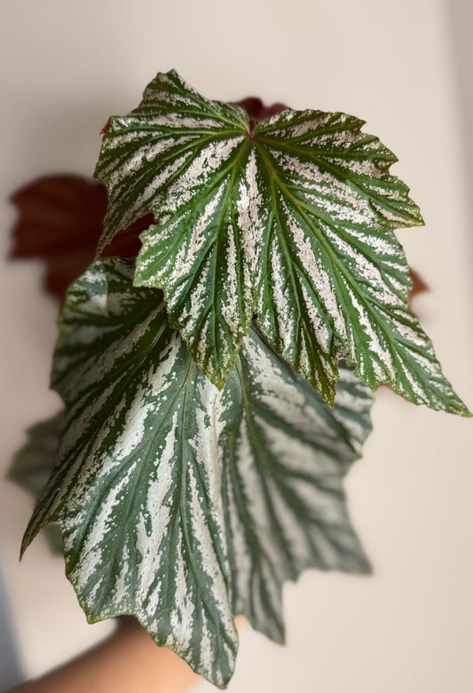 Cane Begonia