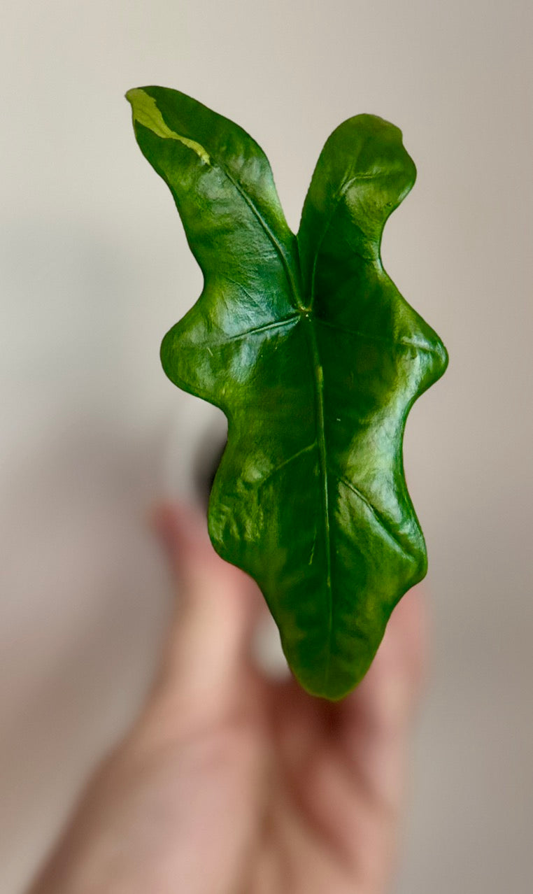 Alocasia Batwing Aurea