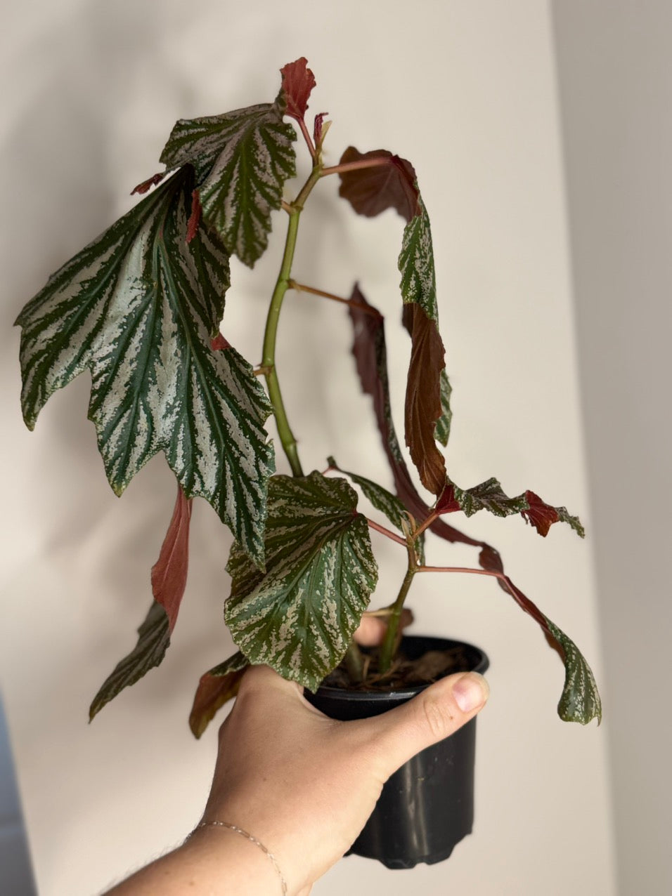 Cane Begonia
