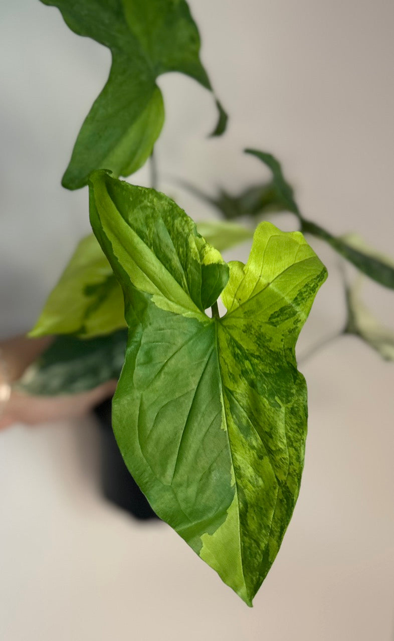 Syngonium Aurea and Albo