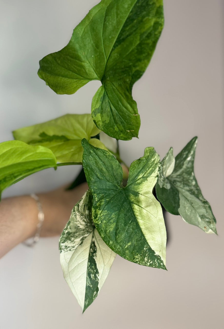 Syngonium Aurea and Albo