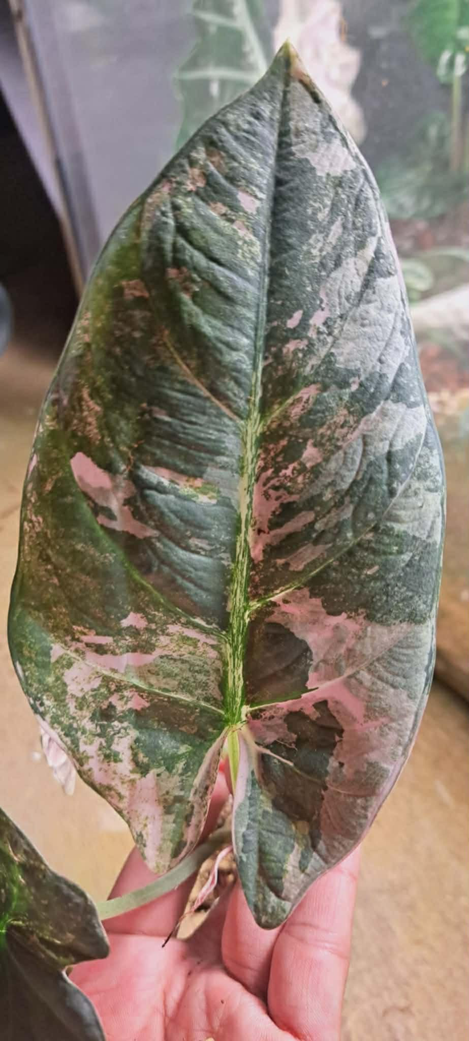 Alocasia Reginae Pink/Albo Variegated