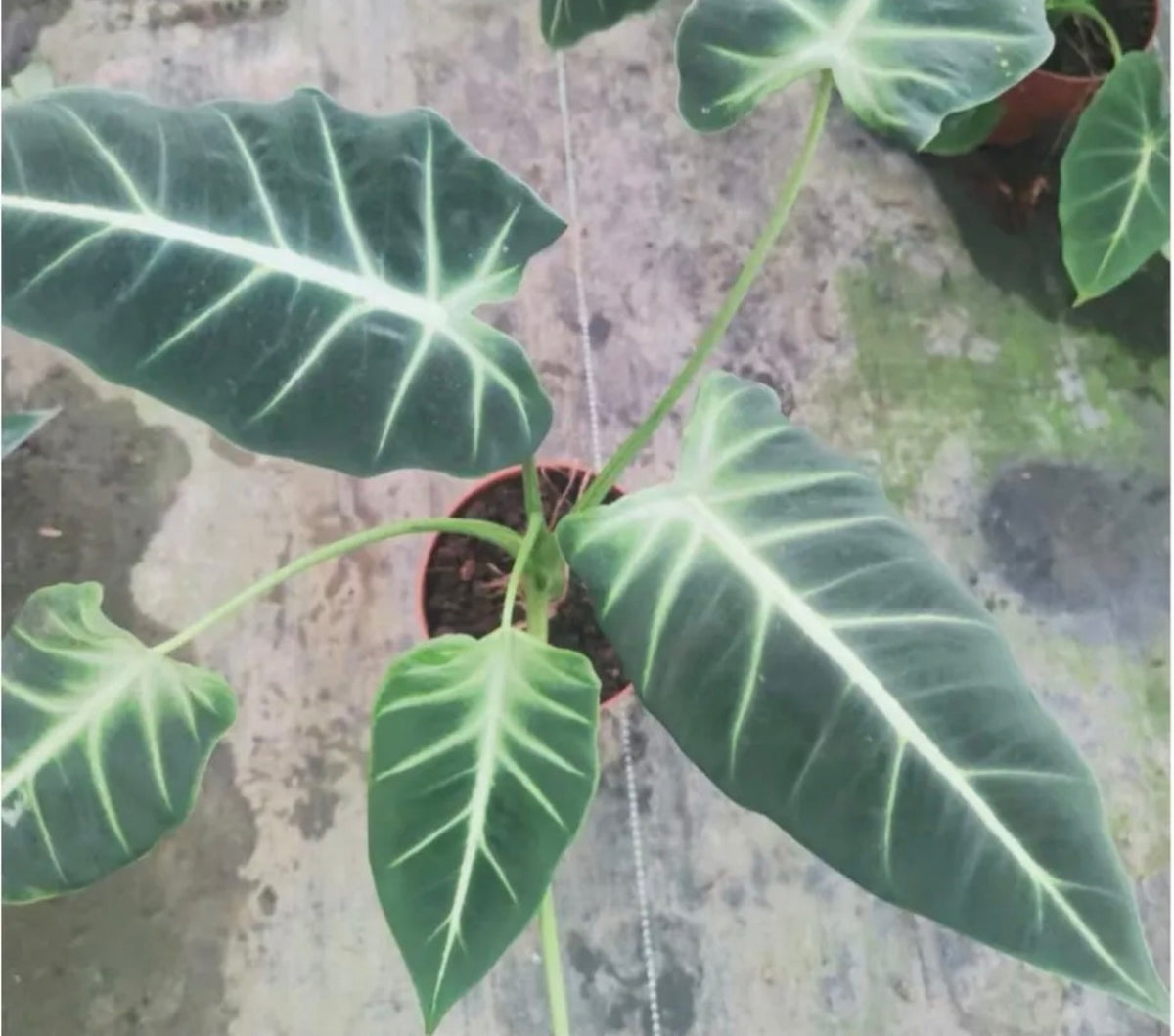 New Cultivar Corm - Alocasia Frydek White Vein