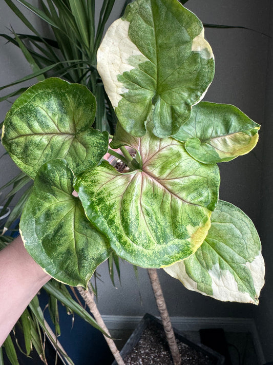 Syngonium Variegated Orm Thong