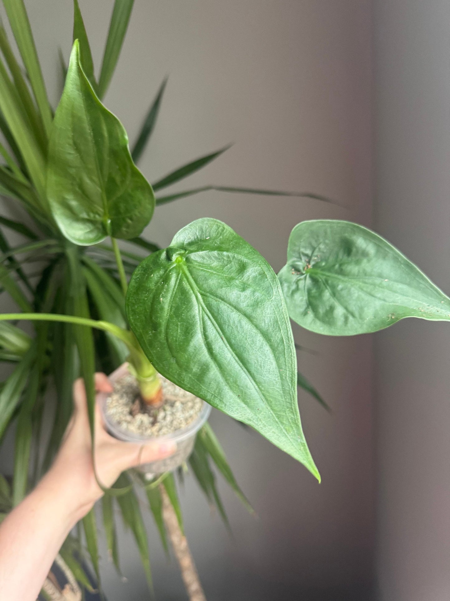 Alocasia Cucullata Mint *REVERTED*