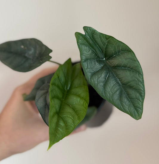 New Cultivar Corm - Alocasia Silver Wings