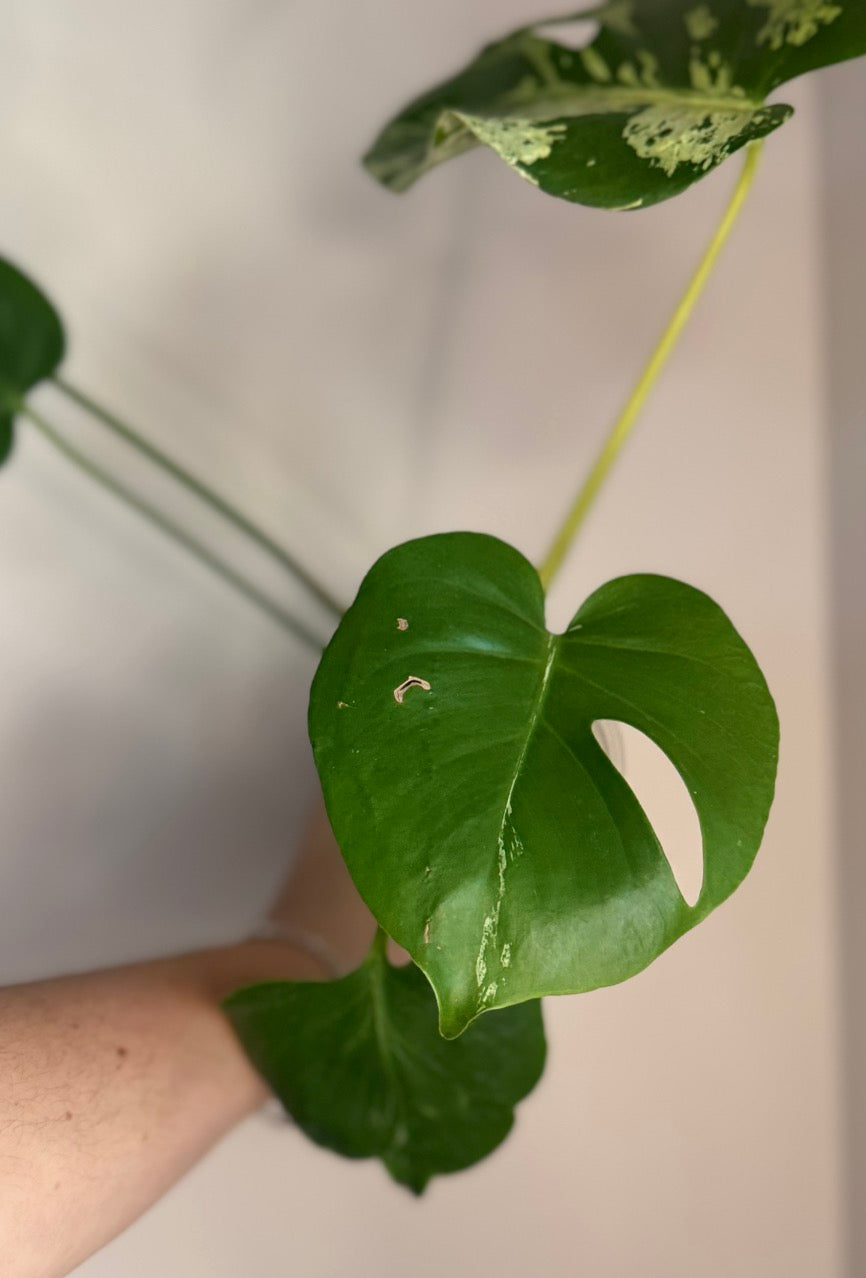 Monstera Bulbasaur