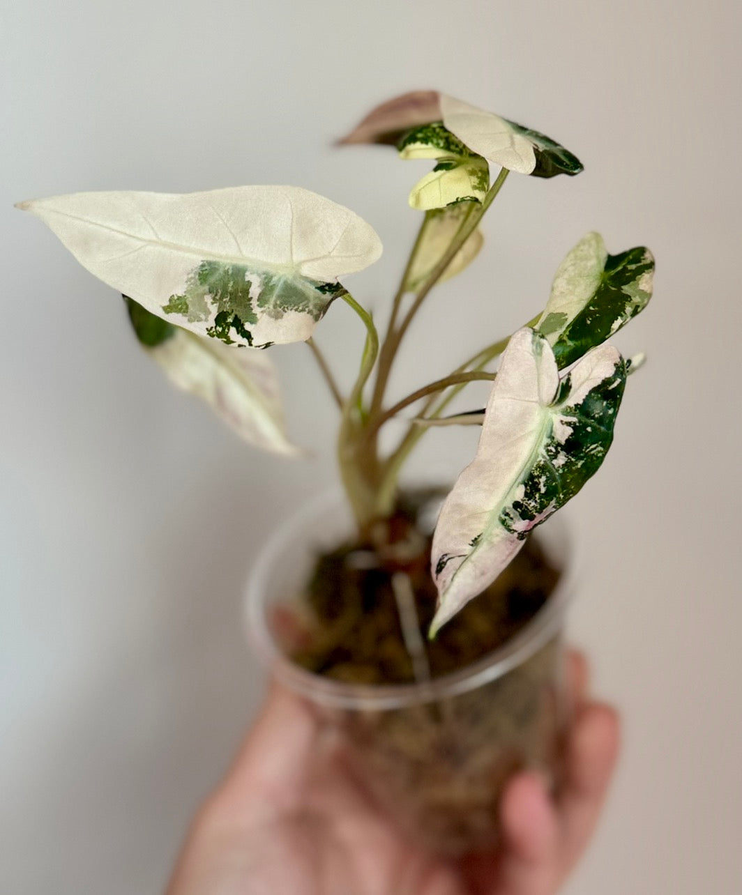 Alocasia Pink Bambino