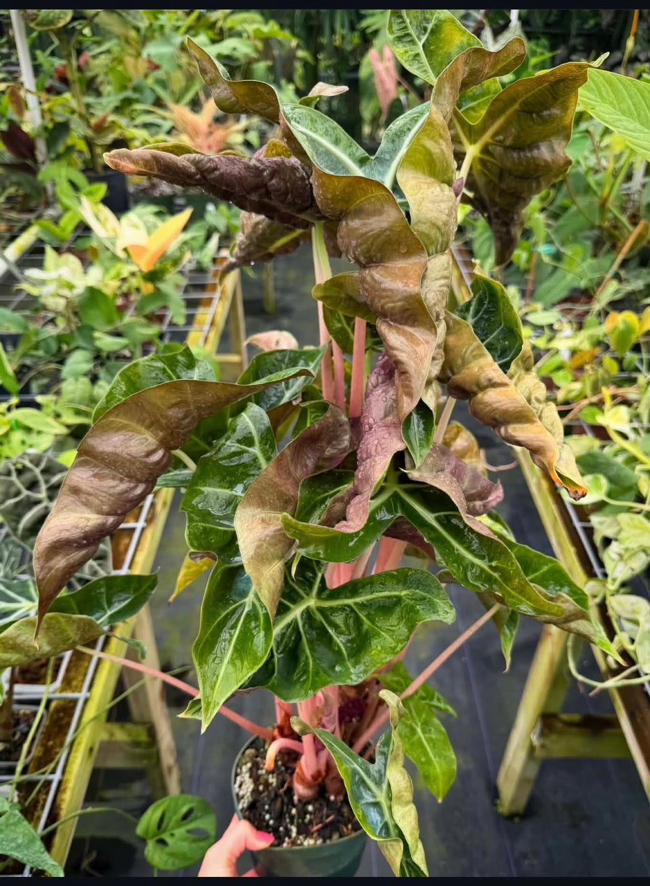 Alocasia Golden Cocoon