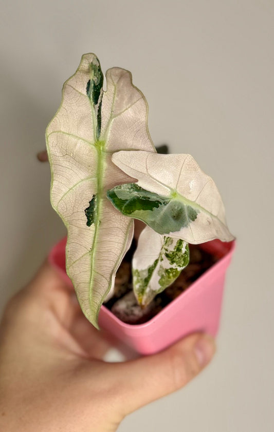 Alocasia Pink Polly